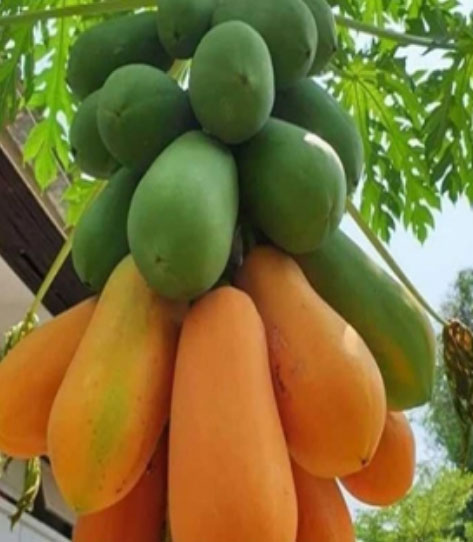 टिश्यु कल्चर ताइवॉन पपीता